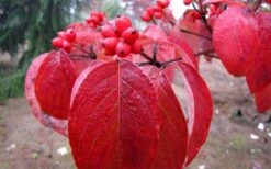 Super Princess White Dogwood - 3 Gallon Pot -Green Haven Sales cornus florida super princess dogwood 1