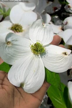 Super Princess White Dogwood - 3 Gallon Pot