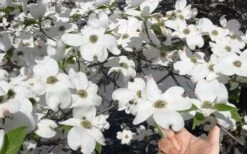 Super Princess White Dogwood - 3 Gallon Pot -Green Haven Sales cornus florida super princess dogwood 3