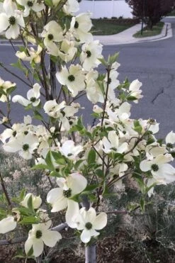 Super Princess White Dogwood - 3 Gallon Pot -Green Haven Sales cornus florida super princess dogwood 4