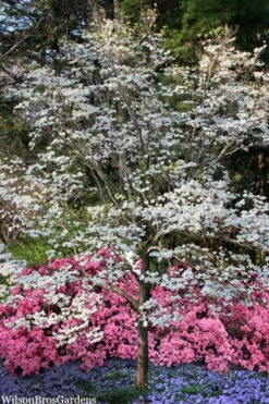 Super Princess White Dogwood - 3 Gallon Pot -Green Haven Sales cornus florida super princess dogwood 6