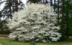 Native White Flowering Dogwood (Cornus Florida) - 3 Gallon Pot -Green Haven Sales cornus florida white flowering dogwood 1