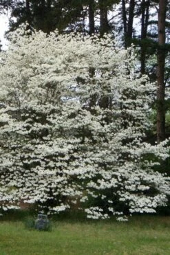 Native White Flowering Dogwood (Cornus Florida) - 3 Gallon Pot -Green Haven Sales cornus florida white flowering dogwood 2