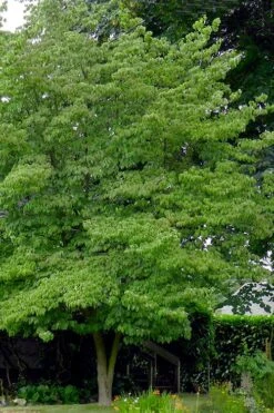 Native White Flowering Dogwood (Cornus Florida) - 3 Gallon Pot -Green Haven Sales cornus florida white flowering dogwood 3