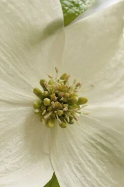 Native White Flowering Dogwood (Cornus Florida) - 3 Gallon Pot -Green Haven Sales cornus florida white flowering dogwood 5
