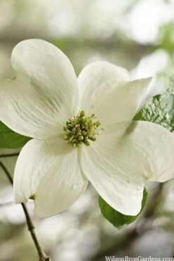 Native White Flowering Dogwood (Cornus Florida) - 3 Gallon Pot -Green Haven Sales cornus florida white flowering dogwood 6