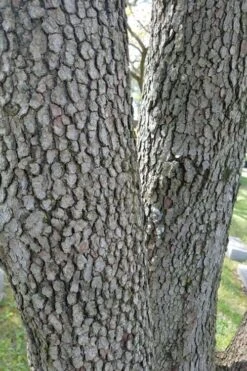 Native White Flowering Dogwood (Cornus Florida) - 3 Gallon Pot -Green Haven Sales cornus florida white flowering dogwood 8