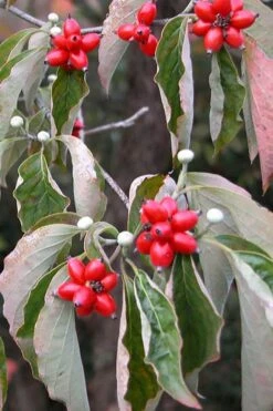 Native White Flowering Dogwood (Cornus Florida) - 3 Gallon Pot -Green Haven Sales cornus florida white flowering dogwood fruit berries 9