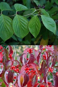 Native White Flowering Dogwood (Cornus Florida) - 3 Gallon Pot -Green Haven Sales cornus florida white flowering dogwood leaves 10