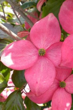 Pink Chinese Dogwood - Cornus Kousa 'Satomi' - 3 Gallon Pot -Green Haven Sales cornus kousa satomi pink dogwood 20 1