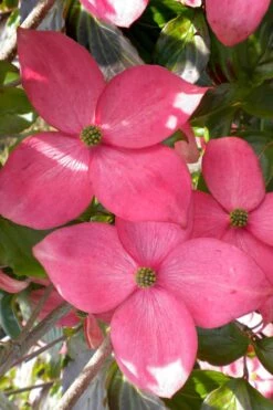 Pink Chinese Dogwood - Cornus Kousa 'Satomi' - 2 Gallon Pot