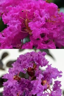 Twilight Purple Crape Myrtle - 1 Gallon Pot -Green Haven Sales crape myrtle twilight purple 22