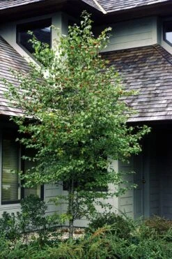 Washington Hawthorn (Crataegus Phaenopyrum) - 3 Gallon Pot -Green Haven Sales crataegus phaenopyrum washington hawthorne 1