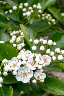 Washington Hawthorn (Crataegus Phaenopyrum) - 3 Gallon Pot -Green Haven Sales crataegus phaenopyrum washington hawthorne 5