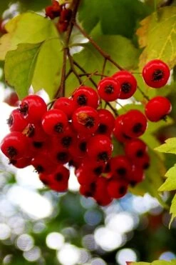 Washington Hawthorn (Crataegus Phaenopyrum) - 3 Gallon Pot -Green Haven Sales crataegus phaenopyrum washington hawthorne 8