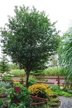 Washington Hawthorn (Crataegus Phaenopyrum) - 3 Gallon Pot -Green Haven Sales crataegus phaenopyrum washington hawthorne 9