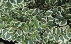 Variegated Creeping Fig (Ficus Pumila 'Variegata') - 10 Pack Of 4" Pint Pots 13 Variegated Creeping Fig (Ficus Pumila 'Variegata') - 10 Pack Of 4" Pint Pots -Green Haven Sales creeping fig ficus pumila variegata 50
