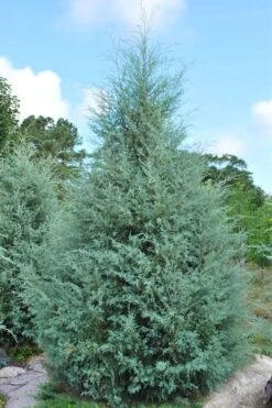 Carolina Sapphire Arizona Cypress - 7 Gallon Pot (4-5') -Green Haven Sales cupressus arizonica arizona carolina sapphire cypress 1