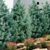 Carolina Sapphire Arizona Cypress - 7 Gallon Pot (4-5')