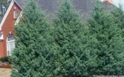 Carolina Sapphire Arizona Cypress - 7 Gallon Pot (4-5') -Green Haven Sales cupressus arizonica arizona carolina sapphire cypress 103