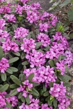 Lawrence Crocker Dwarf Daphne - 2 Gallon Pot 8 Lawrence Crocker Dwarf Daphne - 2 Gallon Pot -Green Haven Sales daphne lawrence crocker 3