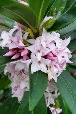 Pink Perfume Princess Winter Daphne - 2 Gallon Pot (SALE) -Green Haven Sales daphne perfume princess 11