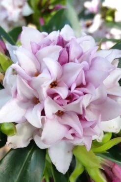 Pink Perfume Princess Winter Daphne - 2 Gallon Pot (SALE) -Green Haven Sales daphne perfume princess 12