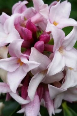 Pink Perfume Princess Winter Daphne - 2 Gallon Pot (SALE) -Green Haven Sales daphne perfume princess 15