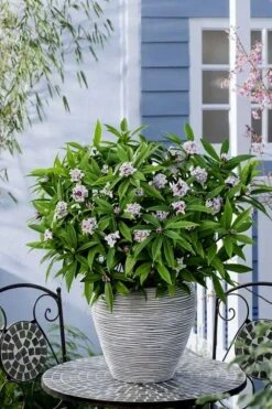 Pink Perfume Princess Winter Daphne - 2 Gallon Pot (SALE) -Green Haven Sales daphne perfume princess 16