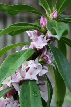 Pink Perfume Princess Winter Daphne - 2 Gallon Pot (SALE) -Green Haven Sales daphne perfume princess 17