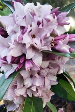 Pink Perfume Princess Winter Daphne - 2 Gallon Pot (SALE) -Green Haven Sales daphne perfume princess 4