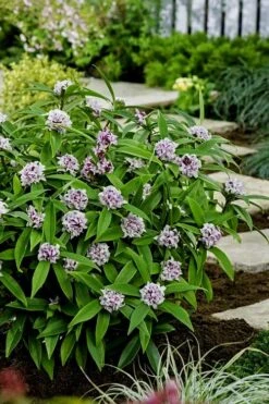 Pink Perfume Princess Winter Daphne - 2 Gallon Pot (SALE) -Green Haven Sales daphne perfume princess 7