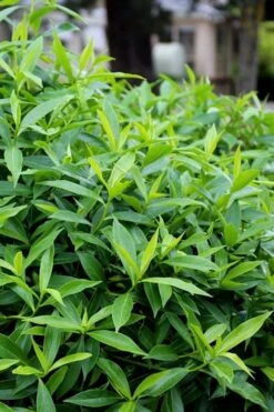 Pink Perfume Princess Winter Daphne - 2 Gallon Pot (SALE) -Green Haven Sales daphne perfume princess 8