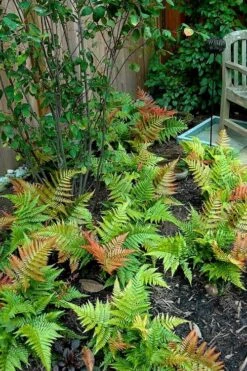Autumn Brilliance Fern (Dryopteris Erythrosora) - 2.5 Quart Pot 16 Autumn Brilliance Fern (Dryopteris Erythrosora) - 2.5 Quart Pot -Green Haven Sales dryopteris erythrosora autumn brilliance fern 11 1