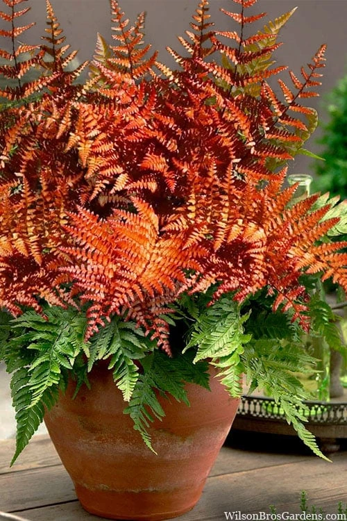 Autumn Brilliance Fern (Dryopteris Erythrosora) - 1 Gallon Pot -Green Haven Sales dryopteris erythrosora autumn brilliance fern 16 2