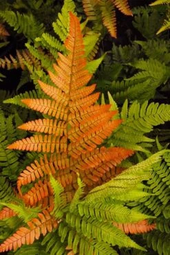 Autumn Brilliance Fern (Dryopteris Erythrosora) - 2.5 Quart Pot 12 Autumn Brilliance Fern (Dryopteris Erythrosora) - 2.5 Quart Pot -Green Haven Sales dryopteris erythrosora autumn brilliance fern 2 1