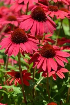 Sombrero Baja Burgundy Coneflower (Echinacea) - 6-Pack Of 1 Gallon Pots -Green Haven Sales echinacea sombrero baja burgundy coneflower 12
