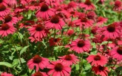 Sombrero Baja Burgundy Coneflower (Echinacea) - 6-Pack Of 1 Gallon Pots -Green Haven Sales echinacea sombrero baja burgundy coneflower 13