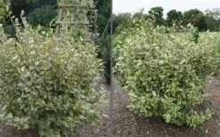 Olive Martini Elaeagnus - 3 Gallon Pot -Green Haven Sales elaeagnus olive martini 11
