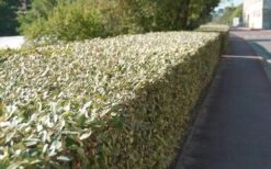 Olive Martini Elaeagnus - 3 Gallon Pot -Green Haven Sales elaeagnus olive martini 13