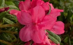 Autumn Jewel Encore Azalea - 1 Gallon Pot -Green Haven Sales encore azalea autumn jewel
