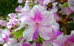 Autumn Twist Encore Azalea - 6 Pack Of 1 Gallon Pots -Green Haven Sales encore azalea autumn twist