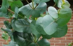 Big O Cold Hardy Eucalyptus Tree (Eucalyptus Neglecta) - 5 Gallon Pot (4-5') 14 Big O Cold Hardy Eucalyptus Tree (Eucalyptus Neglecta) - 5 Gallon Pot (4-5') -Green Haven Sales eucalyptus bigo leaves