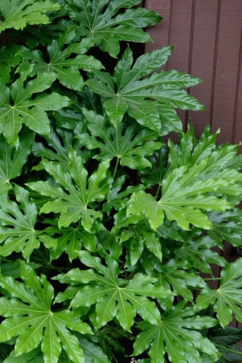 Fatsia Japonica - Japanese Aralia - Glossy Paper Plant - 3 Gallon Pot -Green Haven Sales fatsia Japanese Aralia 1 500x750 1