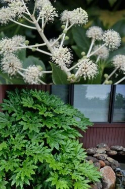 Fatsia Japonica - Japanese Aralia - Glossy Paper Plant - 3 Gallon Pot -Green Haven Sales fatsia Japanese Aralia 2 500x750 1