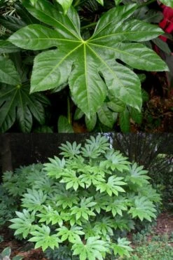 Fatsia Japonica - Japanese Aralia - Glossy Paper Plant - 3 Gallon Pot -Green Haven Sales fatsia Japanese Aralia 500x750 1