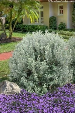 Bambina Dwarf Pineapple Guava (Feijoa Sellowiana ' Tharfiona') - 3 Gallon Pot -Green Haven Sales feijoa sellowiana tharfiona bambina pineapple guava 3