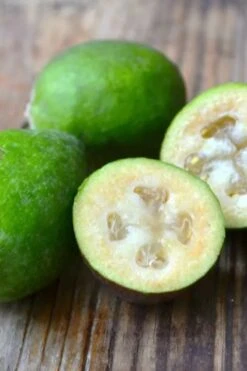 Bambina Dwarf Pineapple Guava (Feijoa Sellowiana ' Tharfiona') - 3 Gallon Pot -Green Haven Sales feijoa sellowiana tharfiona bambina pineapple guava 5