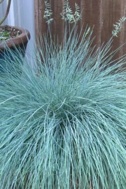 Beyond Blue Festuca (Fescue) - 1 Gallon Pot -Green Haven Sales festuca beyond blue fescue 100
