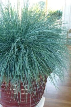 Beyond Blue Festuca (Fescue) - 1 Gallon Pot -Green Haven Sales festuca beyond blue fescue 101